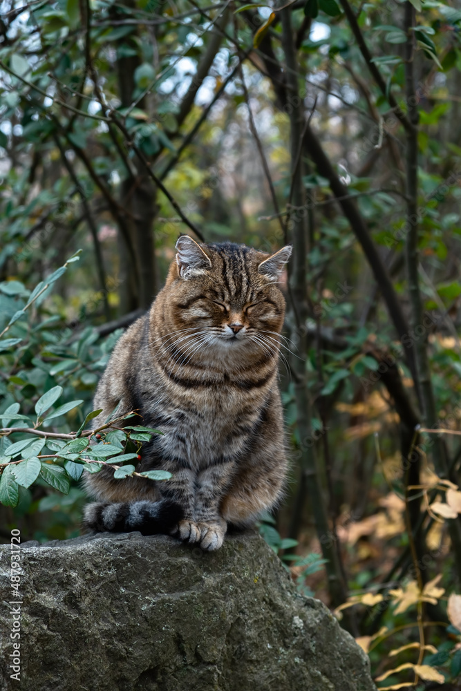 Striped young cat sleeps park. Vertical portrait. Blurred background of green foliage. The concept of happiness, enjoyment, carefree life. Fat funny kitten with closed eyes. Posing for a photographer Striped young cat sleeps park. Vertical portrait. Blurred background of green foliage. The concept of happiness, enjoyment, carefree life. Fat funny kitten with closed eyes. Posing for a photographer