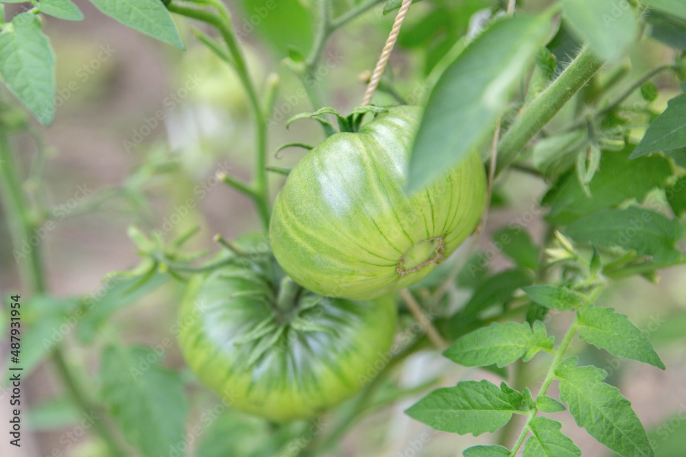 Tomatoes ripen in a greenhouse in green foliage. Household farming, agricultural culture, ecological natural products, ecological farming concept Tomatoes ripen in a greenhouse in green foliage. Household farming, agricultural culture, ecological natural products, ecological farming concept