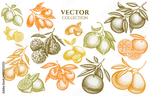 Citrus vintage illustrations collection. Hand drawn logo designs with kumquat, lemon, tangelo, grapefruit, orange, lime, mandarin, pomelo, bergamot.