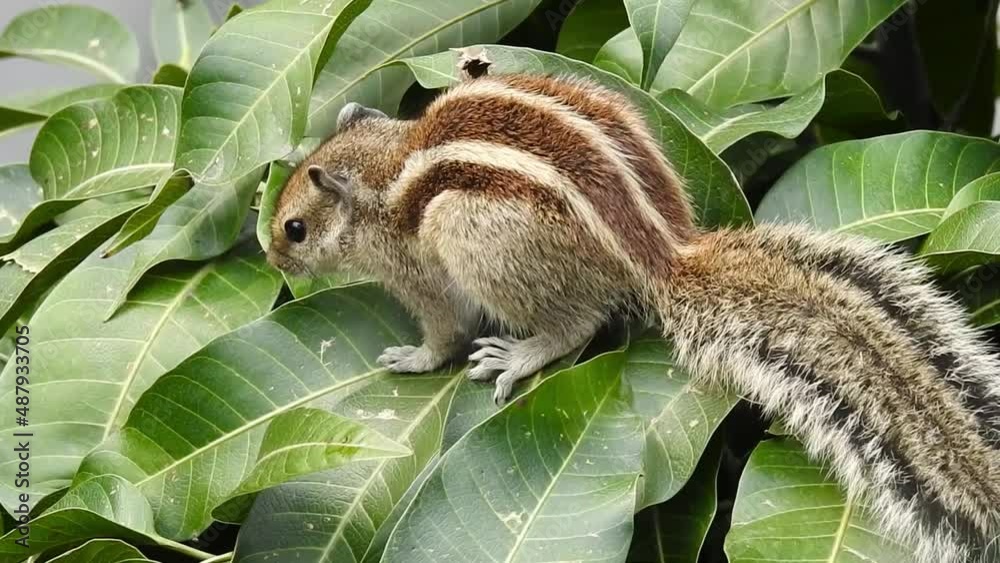An Indian palm squirrel eating and wandering on a mango tree. Palm
