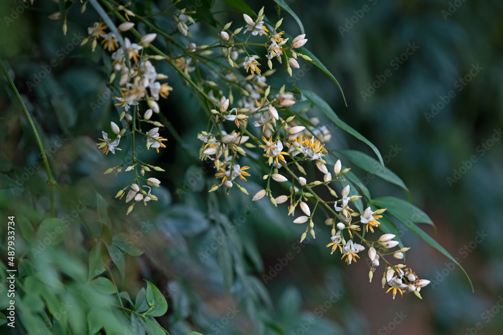 Fototapeta premium small flower - Nandina domestica - sacred bamboo