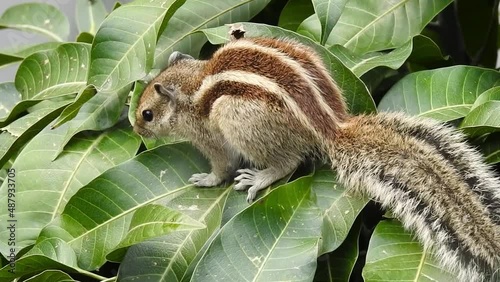 An Indian palm squirrel eating and wandering on a mango tree. Palm squirrel or three-striped palm squirrel (Funambulus palmarum) is a species of rodent in the family Sciuridae found naturally in India photo