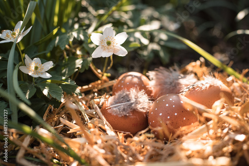 Easter eggs in the Easter basket outside between spring bloomers in the sunlight. Straw nest with white Anemonoides nemorosa flowers and feathers. 