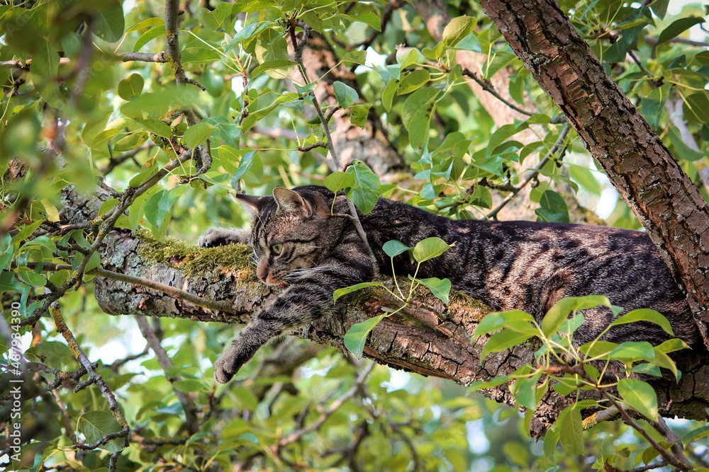 Portrait of a gray brown European tabby shorthair cat climbing in tree looking alert and curious. Cat sits in the tree and watches. 