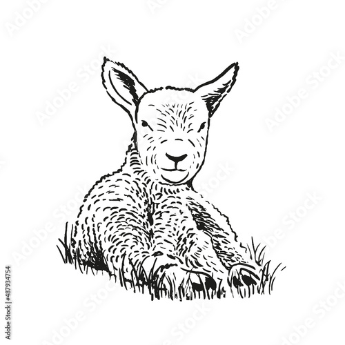 Hand drawn illustration of lying lamb. Sketch style farm animal. Sheep vector art