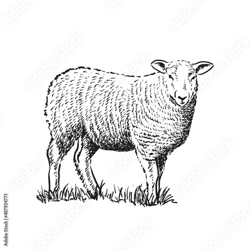 Fotografia Hand drawn illustration of sheep. Sketch style farm animal