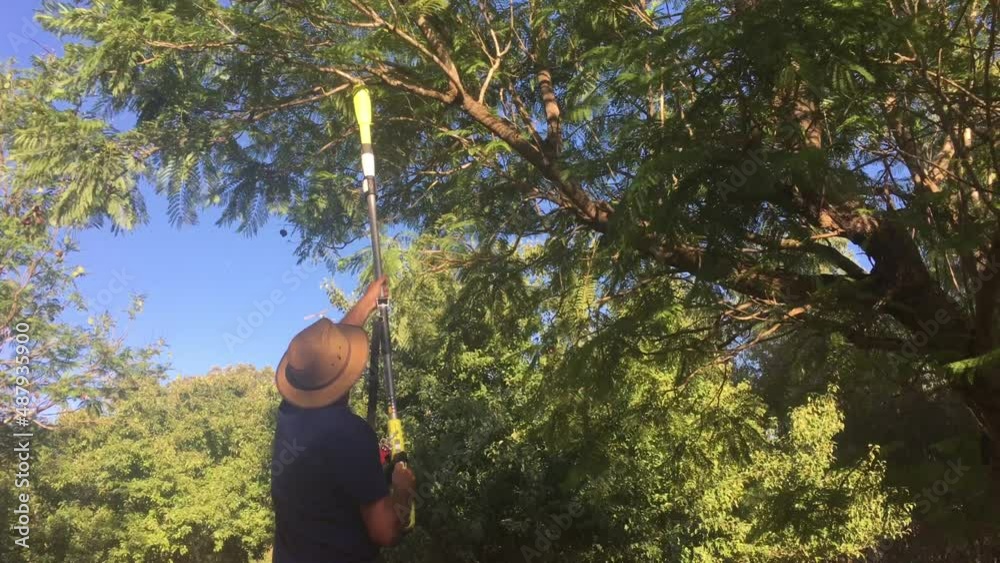 Adult Australian farmer cutting a tree branch in a farm