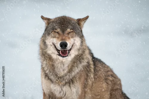 Fototapeta samoprzylepna Close-up portrait of a European wolf in the snow. Predator with closed eyes in a relaxed state. Winter day. Meditation.