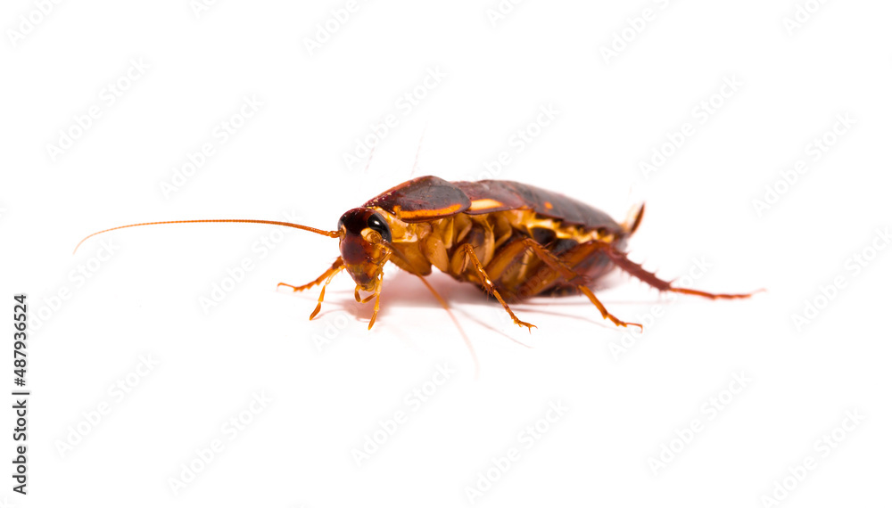 Cockroach close-up macro isolated on white background, insecticide, insect destruction, dead parasite cockroach, ecology, pollution surrounding stray garbage dump Cockroach close-up macro isolated on white background, insecticide, insect destruction, dead parasite cockroach, ecology, pollution surrounding stray garbage dump