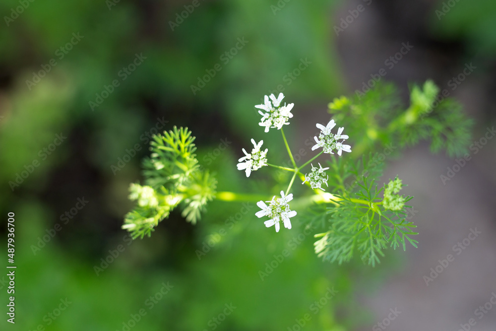 Fresh white flower of dill Fresh white flower of dill