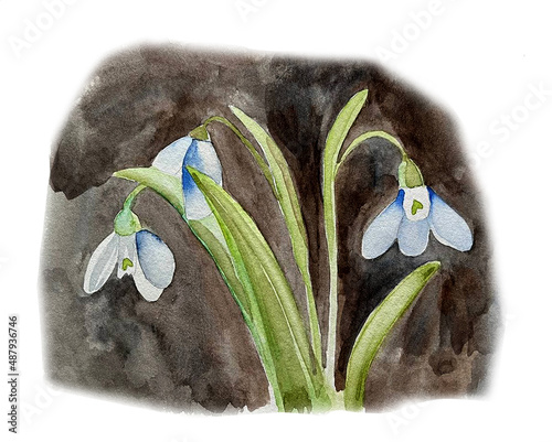 Hand-drawn watercolor snowdrops. Spring flowers painted in watercolor on a dark background.