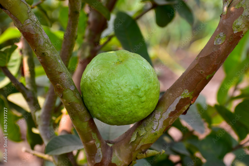 Fresh guava fruit the tree in the garden. Fresh guava fruit the tree in the garden.