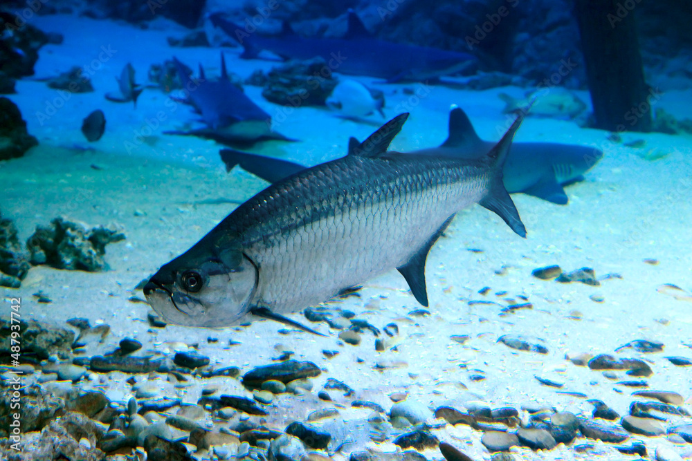Atlantic tarpon Megalops atlanticus. Atlantic tarpon Megalops atlanticus.