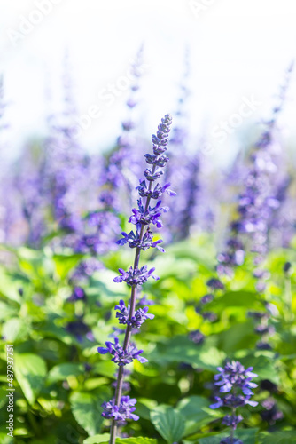 Blue salvias flower over blurred garden background, outdoor day light, spring and summer season concept