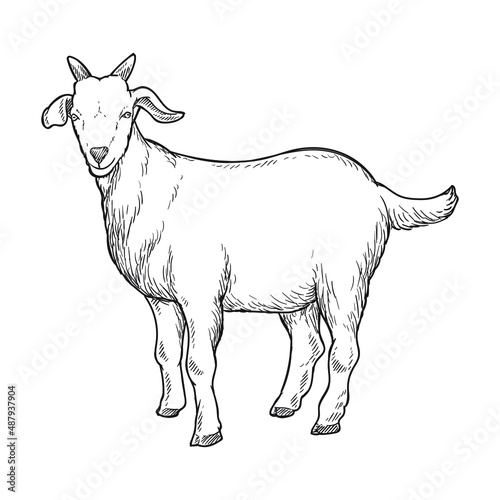 goat farm animal drawing illustration