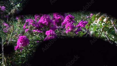 beautiful flowers through the fence