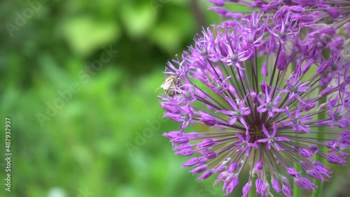 a bee flies over flowers against a background of grass