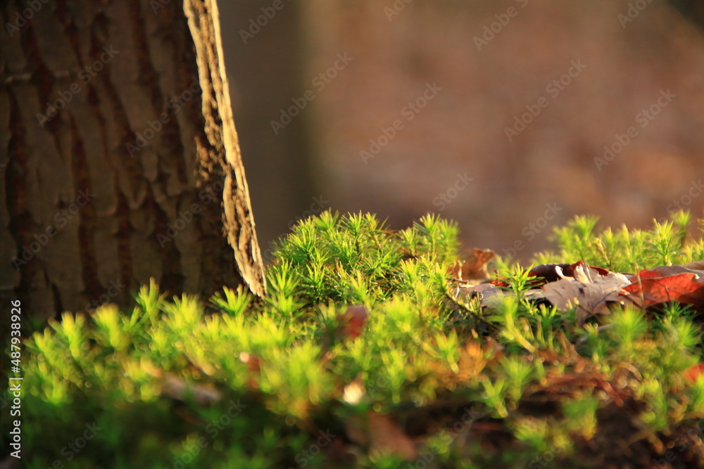 Fototapeta premium Tree with moss close up in sun