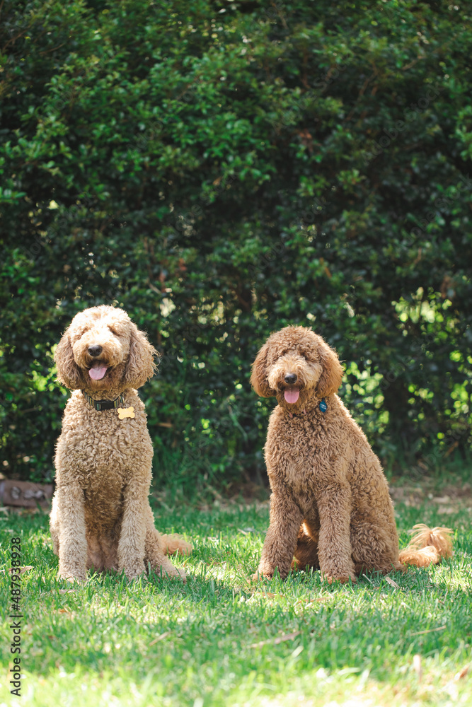 Two Groodle - Golden Doodle dogs sitting together on green grass