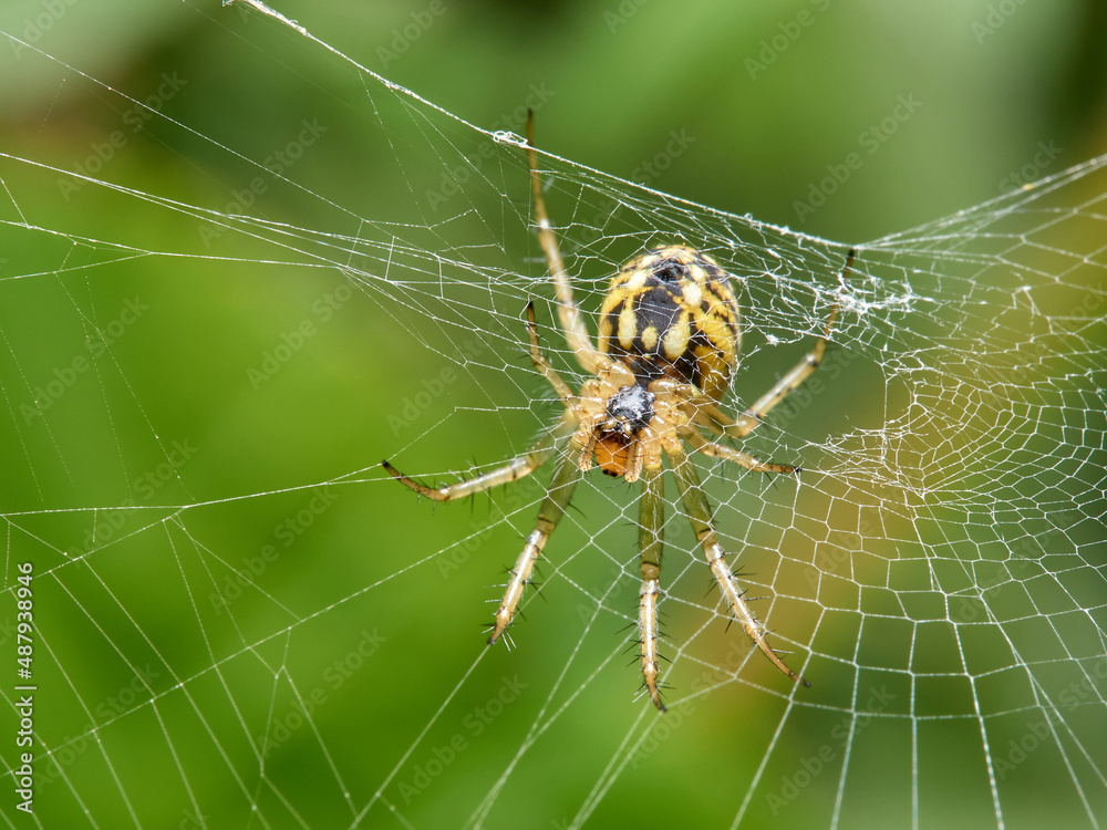 Cricket-bat orbweaver. Mangora acalypha. Cricket-bat orbweaver. Mangora acalypha.