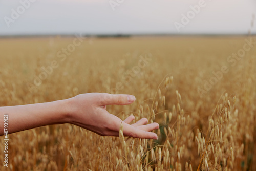 female hand wheat crop agriculture industry fields farm