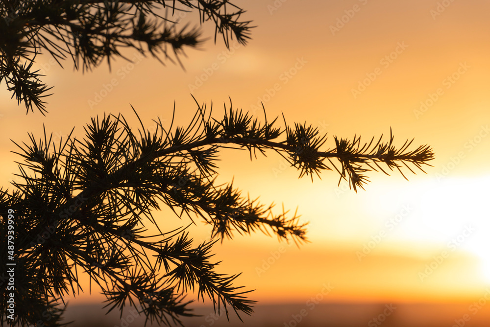 Tree silhouette close up against amazing orange sunrise. Beauty of nature concept