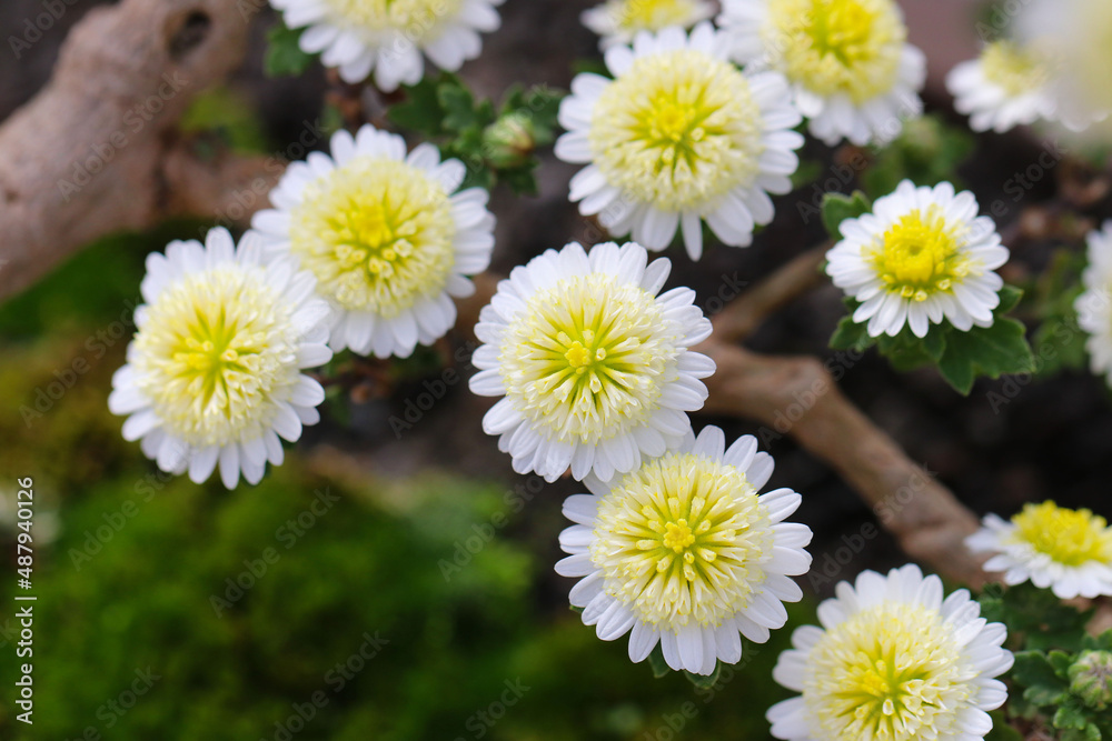 Fototapeta premium Small chrysanthemum 