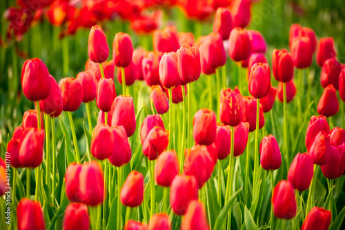 Blooming tulips in Holland. Field of red tulips close-up as a concept of the holiday and spring. Pink and red tulips at the Holland Flower Festival.