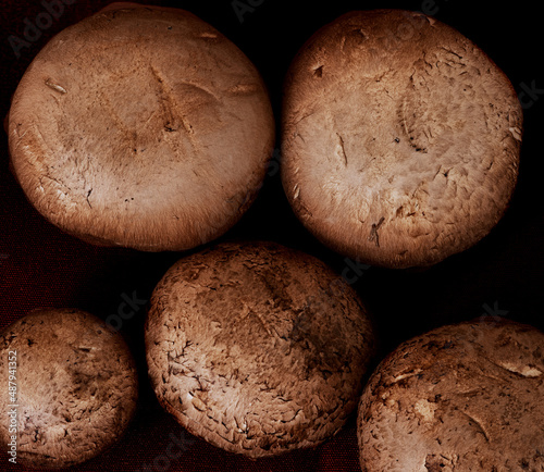 mushrooms royal champignons grow on a black background