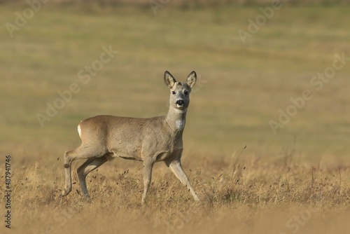 Roebuck standing on the meadow. Capreolus capreolus. Spring in the nature. 
