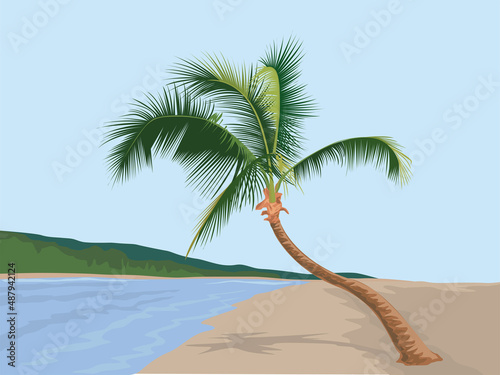 Coconut tree on illustration graphic vector