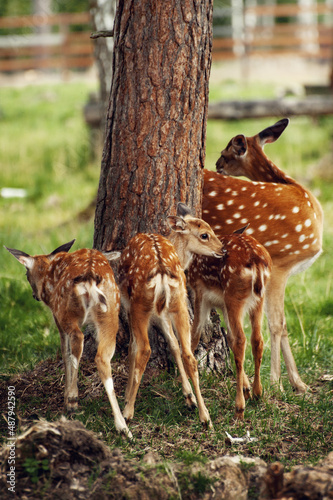Little spotted deer resting with their mother on a sunny day 