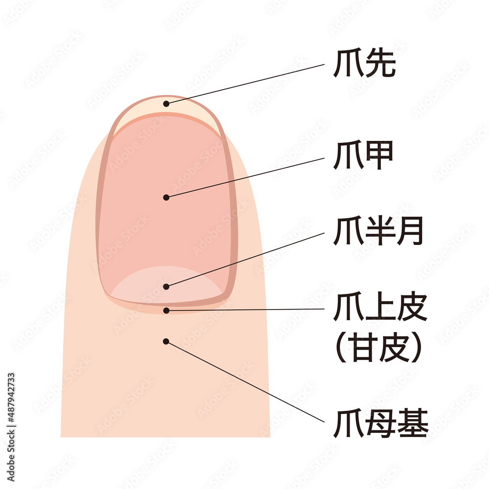 Obraz premium 爪 各部位の名称