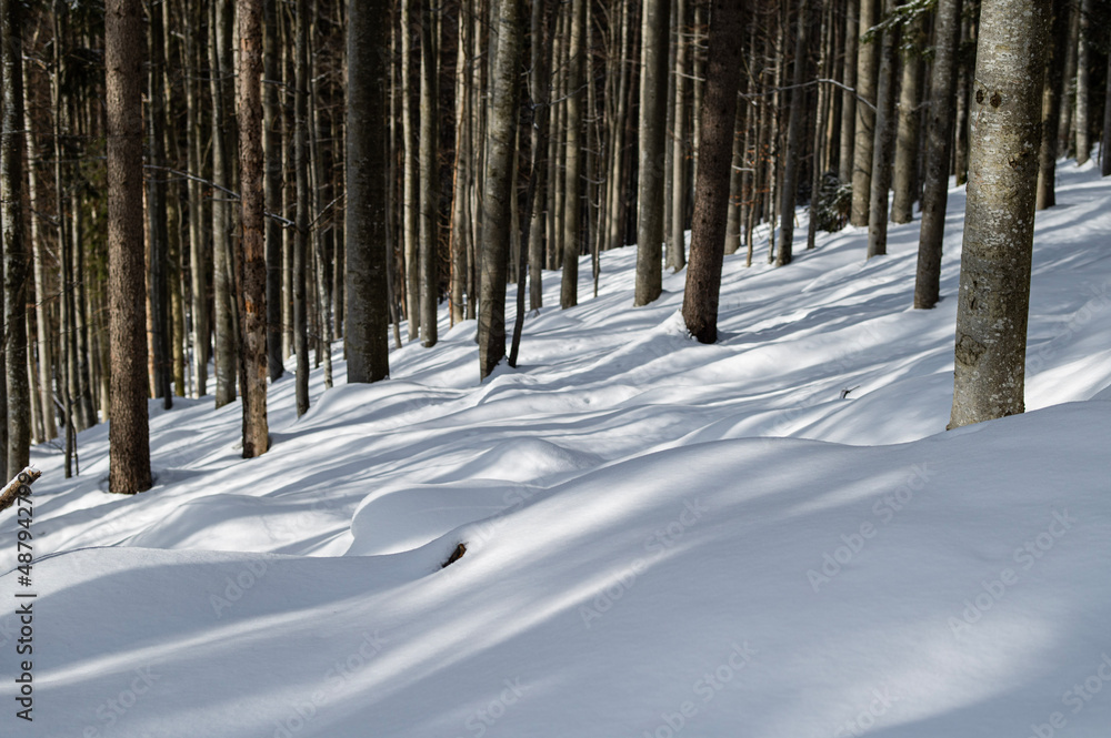 Winter Forest Winter Forest