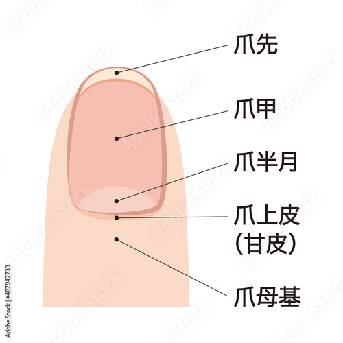 爪　各部位の名称