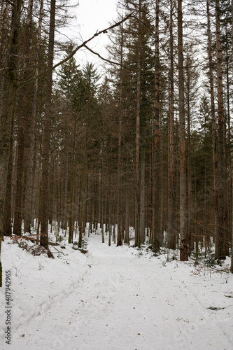 Wallpaper Mural forest in winter Torontodigital.ca