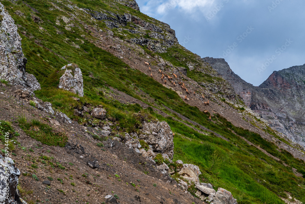 Herd of chamois on steep mountain sloupe covered by grass, debris and few stones in the Dolomites