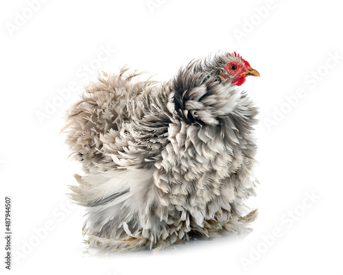 Konstfotografi Pekin Bantam in studio