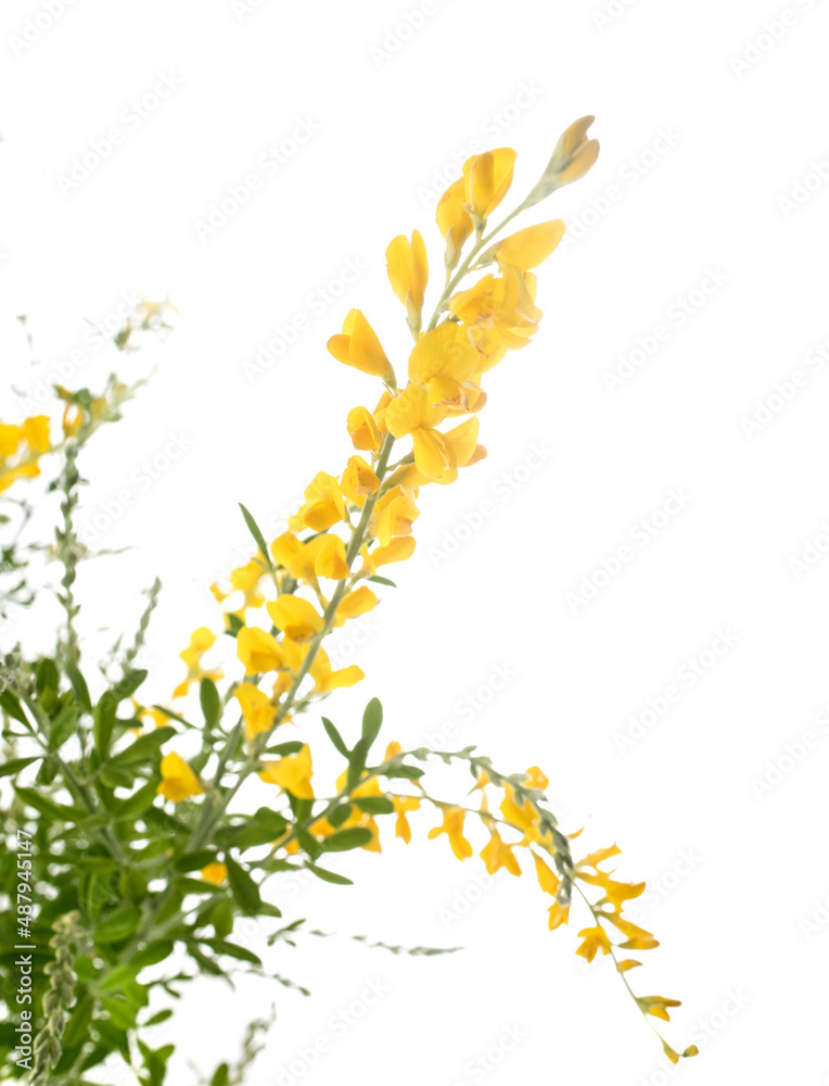 genista maderensis in studio genista maderensis in studio