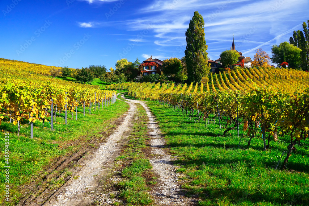 Naklejka premium Idyllic landscape of vineyards in autumn, October, La Côte wine region, Féchy, Morges district, canton Vaud, Switzerland, Europe