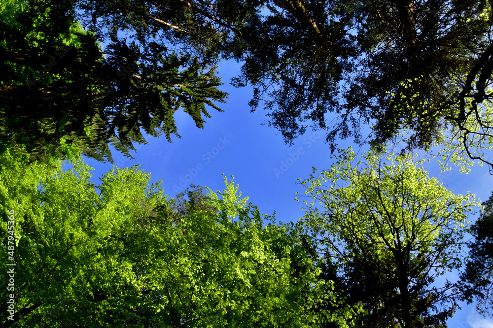 Fototapeta premium Üppiges Frühlingsgrün in den Baumkronen mit Blick auf den tiefblauen Himmel