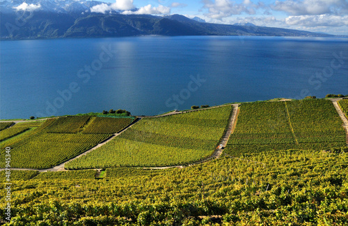 Lavaux vineyards on terraces near Chexbres, autumn - October, UNESCO World Heritage Site, Lake Geneva shore, Lac Leman, canton Vaud, Switzerland, on the other side of the lake - French Alps,  Europe