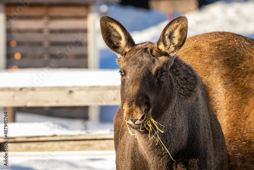 Baby moose. Taken in Swedish Lapland