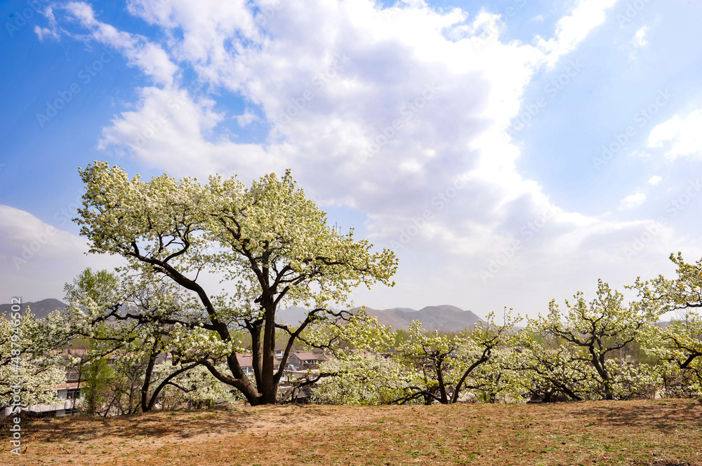 The pear trees on the hillside are full of white pear flowers The pear trees on the hillside are full of white pear flowers
