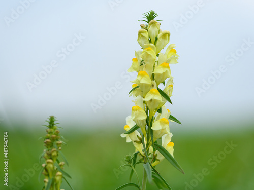 A common toadflax on a cloudy day in summer photo