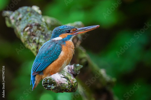 Kingfisher Alcedo atthis a beautiful colorful bird sitting on a branch