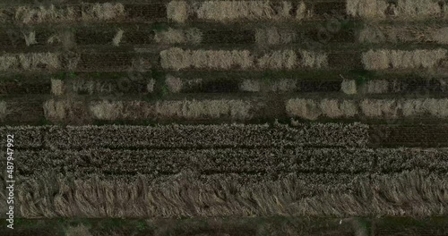 Aerial view patches forming pattern in wheat field on farm
