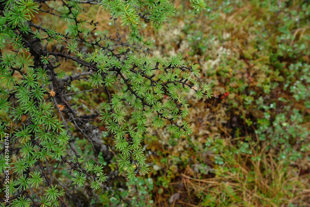 Branch of Dahurian larch (Larix gmelinii var. cajanderi), close-up, selective focus, shallow depth of field Branch of Dahurian larch (Larix gmelinii var. cajanderi), close-up, selective focus, shallow depth of field