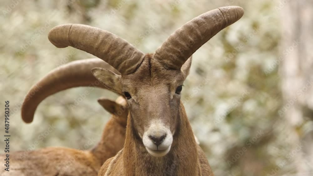 Wild ram with big Horns, animal in untouched nature, mouflon in forest, wild sheep wildlife Wild ram with big Horns, animal in untouched nature, mouflon in forest, wild sheep wildlife