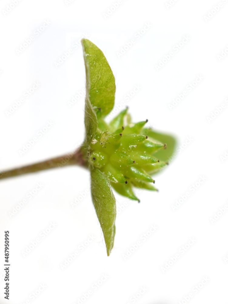 Obraz premium Seed from myrmecochory blue anemone Hepatica nobilis with elaisomes on white background